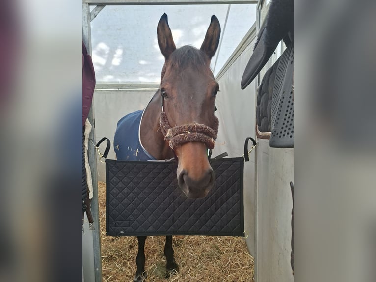 Selle Français Mare 9 years 16,3 hh Brown in Develier