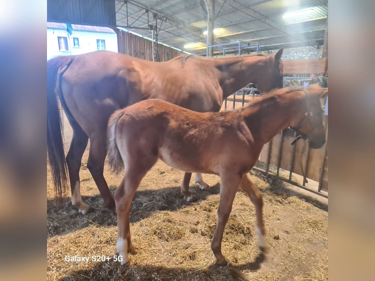 Selle Français Mare Foal (03/2024) 11,2 hh Chestnut-Red in Strenquels