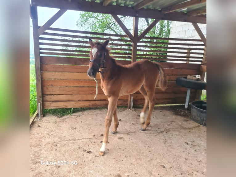 Selle Français Mare Foal (03/2024) 11,2 hh Chestnut-Red in Strenquels