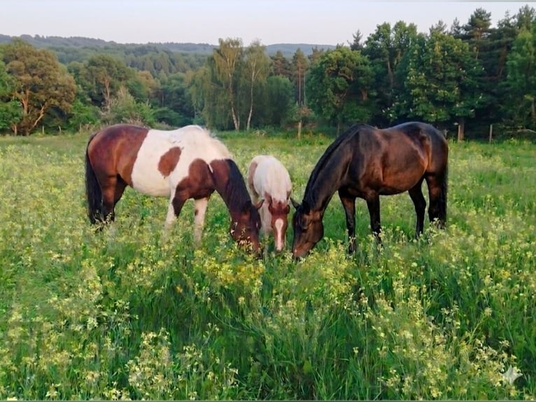 Selle Français Mix Mare Foal (02/2026) 15.2 hh  in Pujols