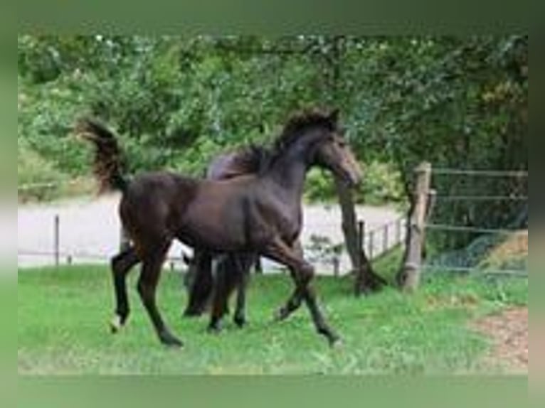 Selle Français Mare Foal (03/2025) 15,2 hh Brown in Sisteron Selle Français Mare Foal (03/2025) 15,2 hh Brown in Sisteron