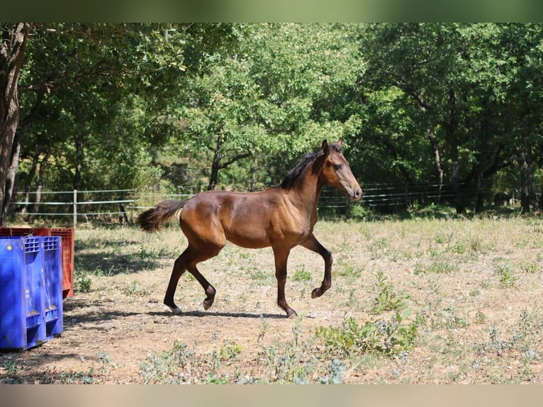 Selle Français Mare Foal (03/2025) 15,2 hh Brown in sisteron
