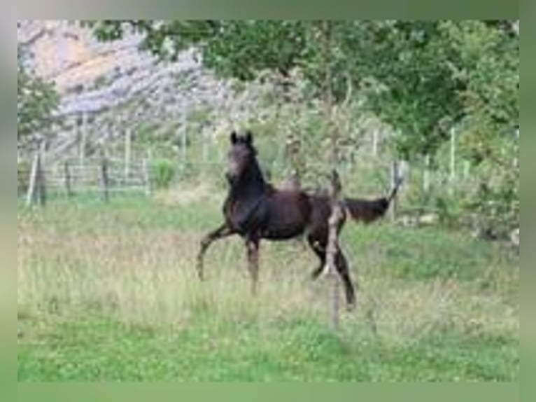 Selle Français Mare Foal (03/2025) 15,2 hh Brown in Sisteron Selle Français Mare Foal (03/2025) 15,2 hh Brown in Sisteron