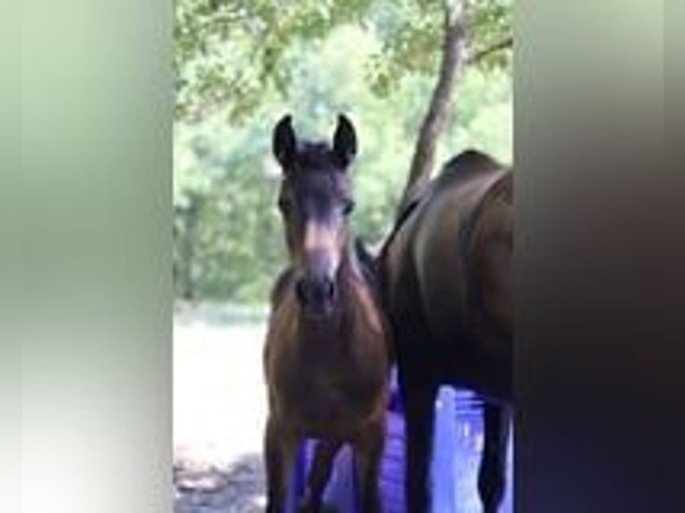 Selle Français Mare Foal (03/2025) 15,2 hh Brown in Sisteron Selle Français Mare Foal (03/2025) 15,2 hh Brown in Sisteron