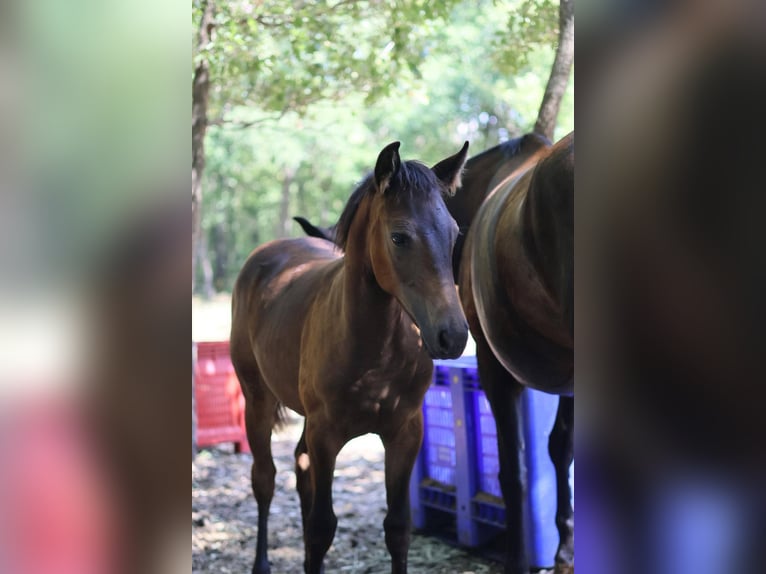 Selle Français Mare Foal (03/2025) 15,2 hh Brown in sisteron