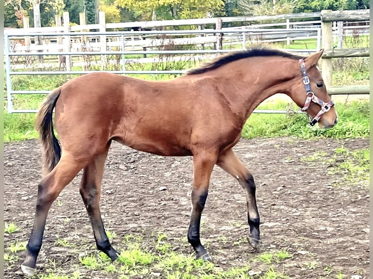 Selle Français Mare Foal (05/2024) 16,1 hh Brown in Varenne Jarcy