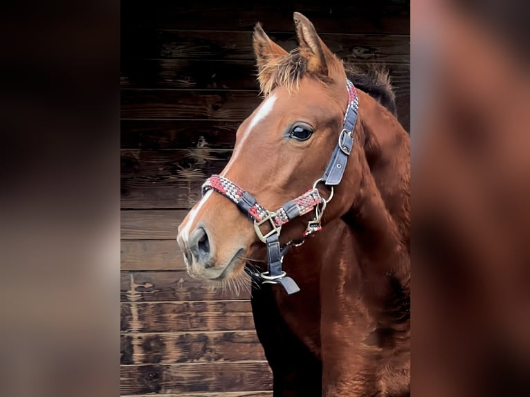 Selle Français Mare Foal (05/2024) 16,1 hh Brown in Varenne Jarcy