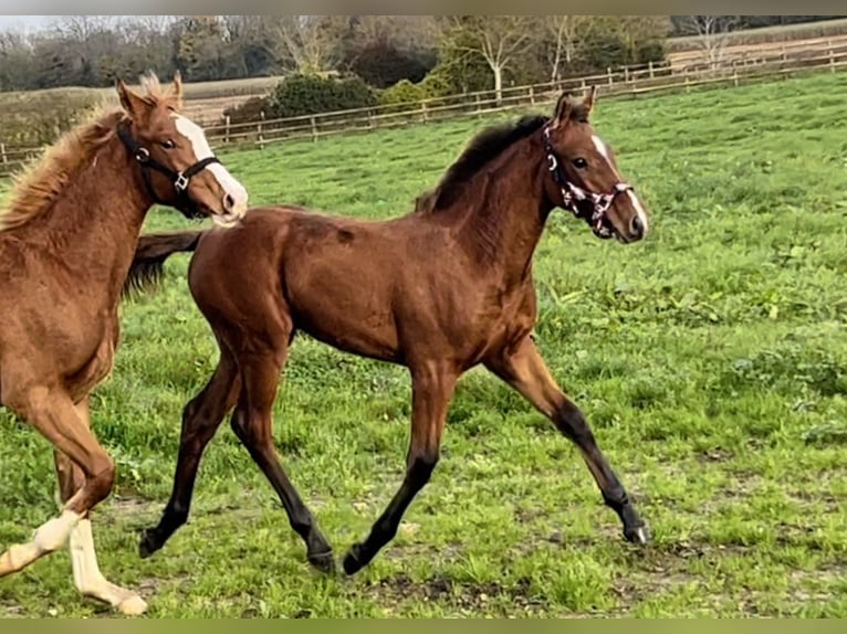 Selle Français Mare Foal (05/2024) 16,1 hh Brown in Varenne Jarcy