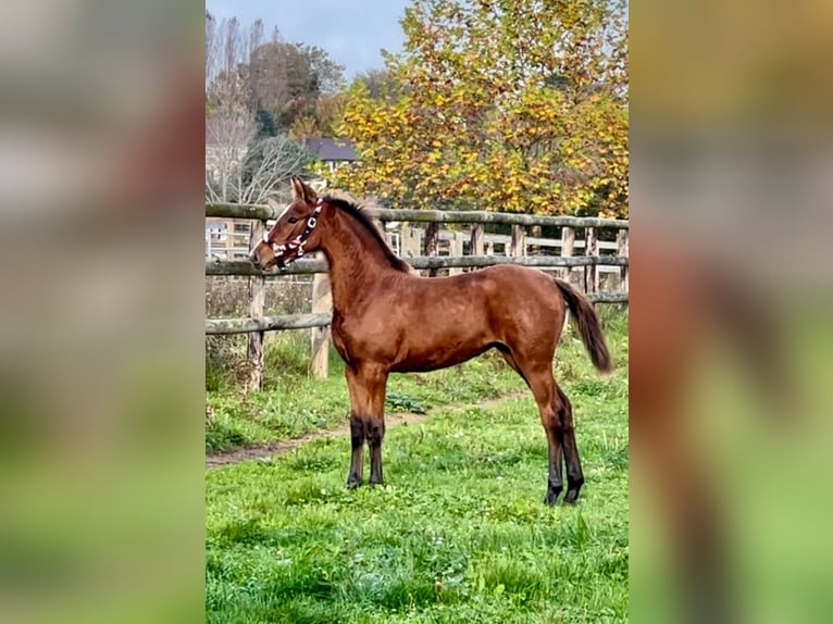 Selle Français Mare Foal (05/2024) 16,1 hh Brown in Varenne Jarcy