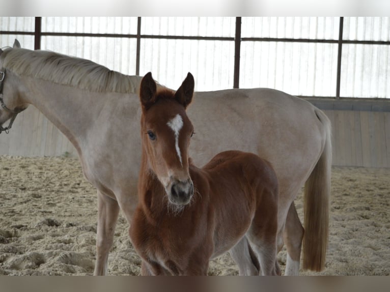 Selle Français Mare Foal (03/2026) 16.2 hh Chestnut-Red in Sornay