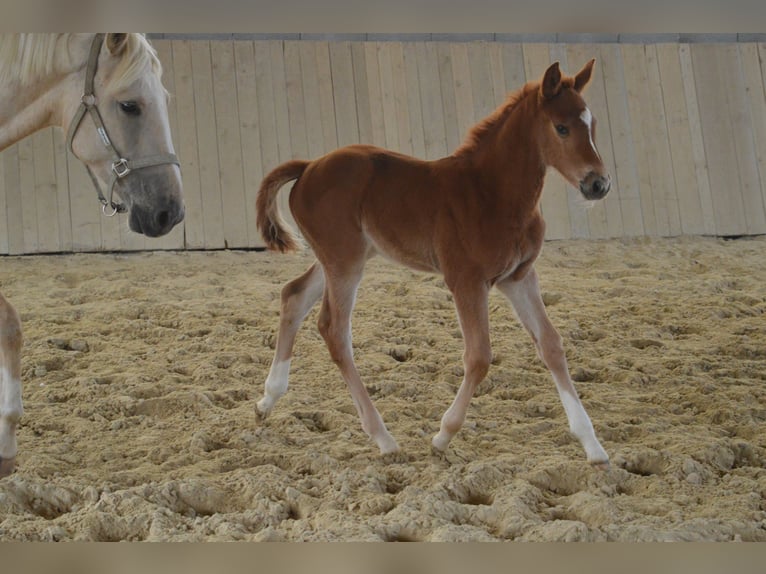 Selle Français Mare Foal (03/2026) 16.2 hh Chestnut-Red in Sornay