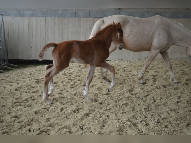 Selle Français Mare Foal (03/2026) 16.2 hh Chestnut-Red in Sornay