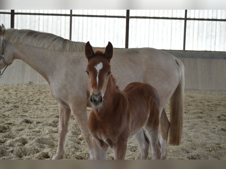 Selle Français Mare Foal (03/2026) 16.2 hh Chestnut-Red in Sornay