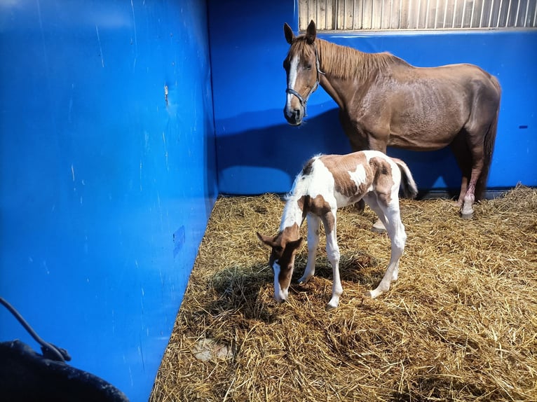 Selle Français Mare Foal (05/2026) 16.2 hh Tobiano-all-colors in Sainte-Adresse