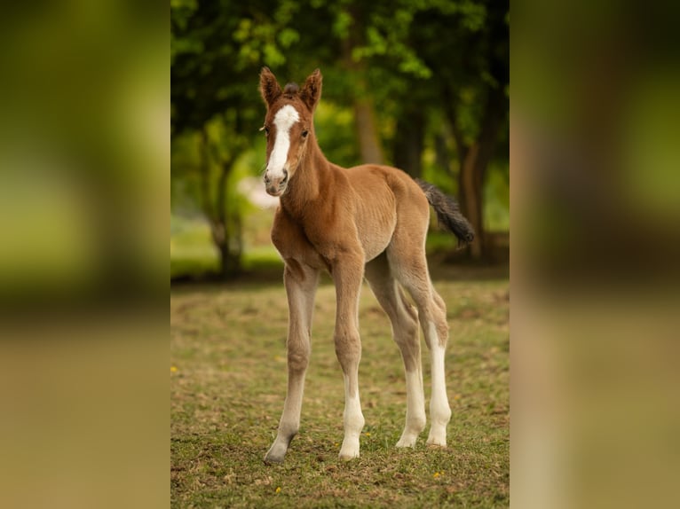 Selle Français Mare Foal (01/2024) 16 hh Bay in Estadens