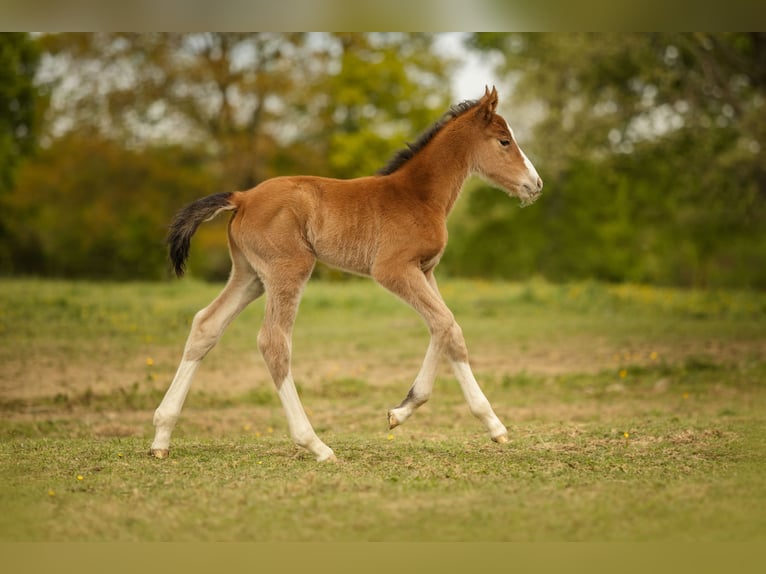 Selle Français Mare Foal (01/2024) 16 hh Bay in Estadens