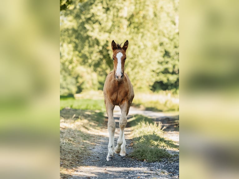 Selle Français Mare Foal (01/2024) 16 hh Bay in Estadens