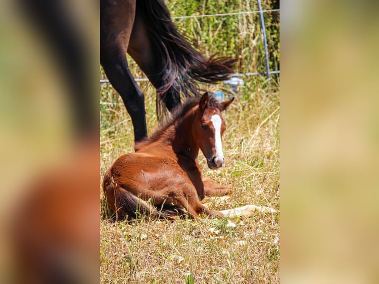 Selle Français Mix Mare Foal (04/2026) 16 hh Brown in Saint-Nicolas-la-Chapelle