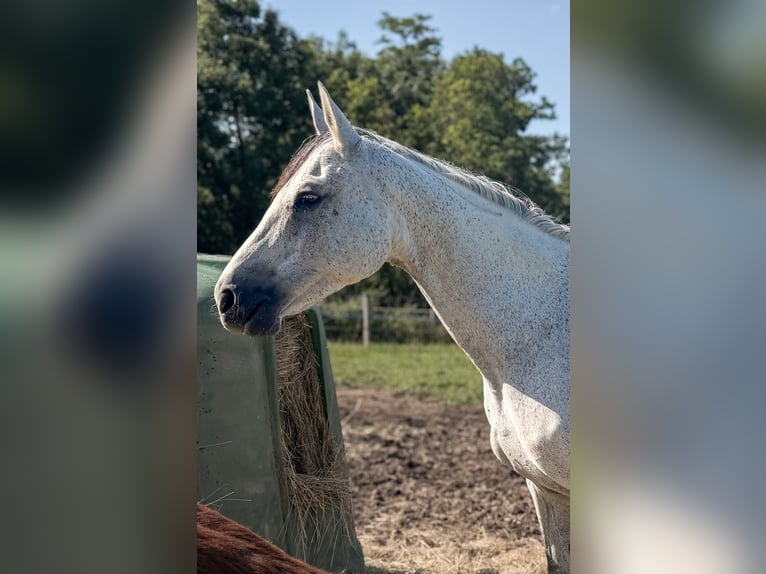 Selle Français Mare Foal (04/2026) 16 hh Brown in LA VERPILLIERE
