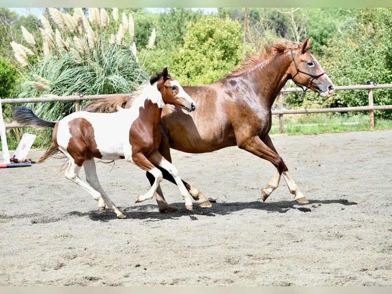 Selle Français Mare Foal (05/2026) 16 hh Tobiano-all-colors in Tourves