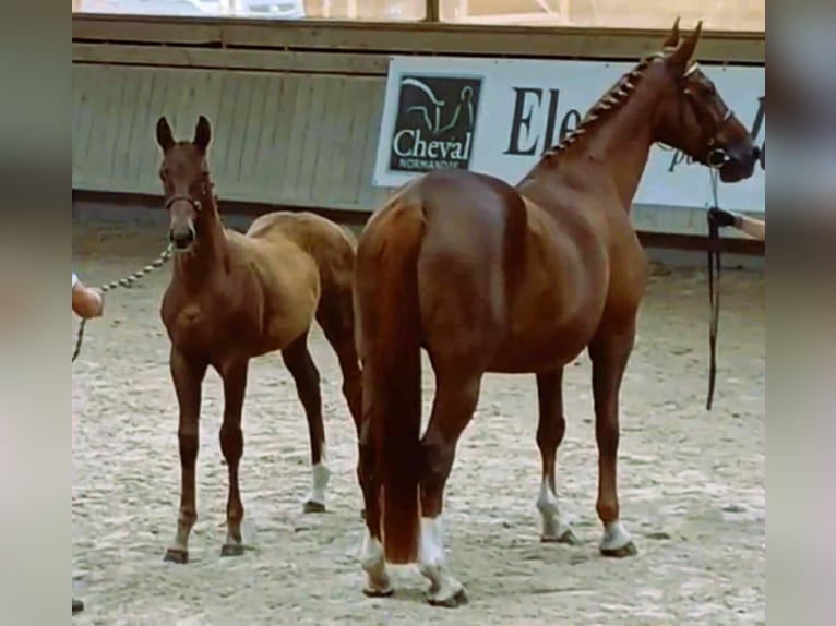 Selle Français Mare Foal (06/2025) 16,1 hh Chestnut-Red in Calvados