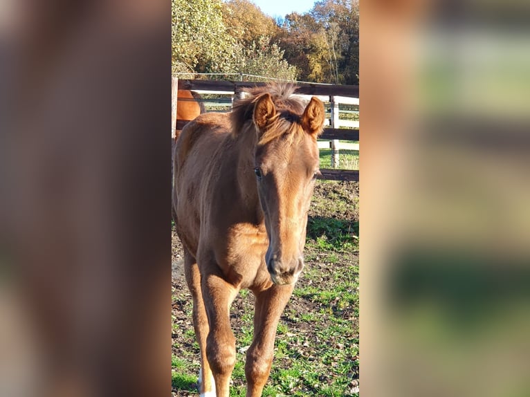 Selle Français Mare Foal (06/2025) 16,1 hh Chestnut-Red in Calvados