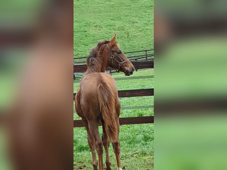 Selle Français Mare Foal (06/2025) 16,1 hh Chestnut-Red in Calvados