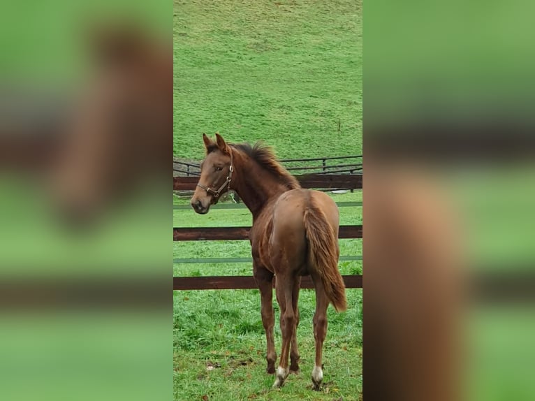 Selle Français Mare Foal (06/2025) 16,1 hh Chestnut-Red in Calvados