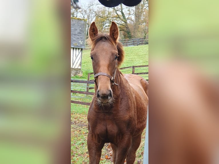 Selle Français Mare Foal (06/2025) 16,1 hh Chestnut-Red in Calvados