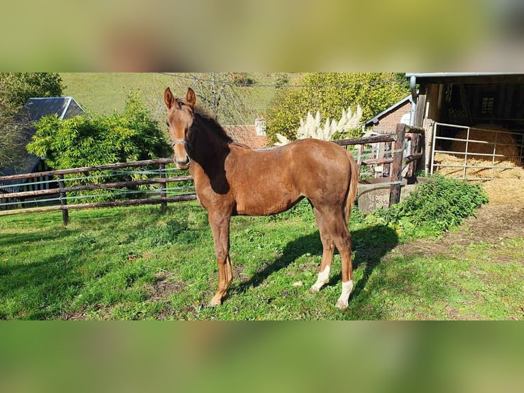Selle Français Mare Foal (06/2025) 16,1 hh Chestnut-Red in Calvados Selle Français Mare Foal (06/2025) 16,1 hh Chestnut-Red in Calvados
