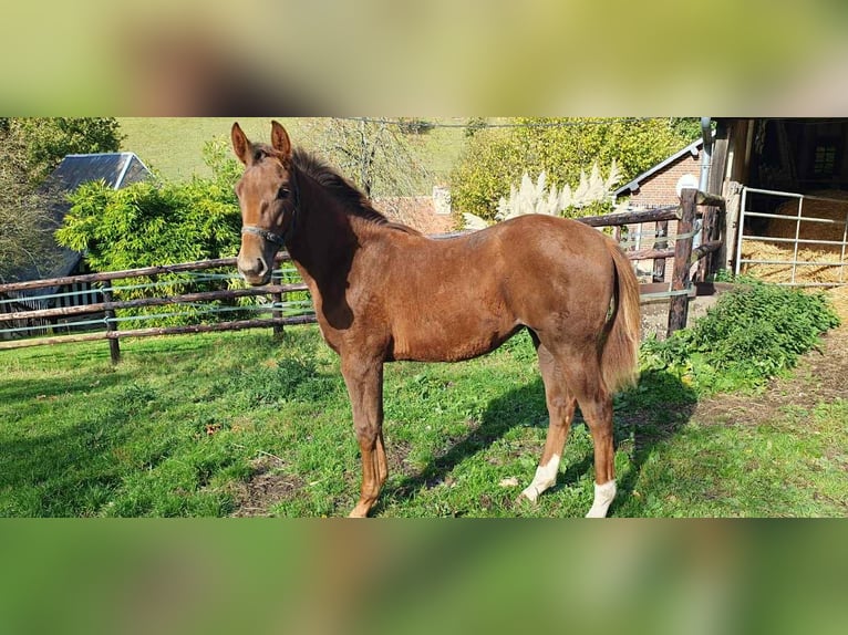 Selle Français Mare Foal (06/2025) 16,1 hh Chestnut-Red in Calvados Selle Français Mare Foal (06/2025) 16,1 hh Chestnut-Red in Calvados