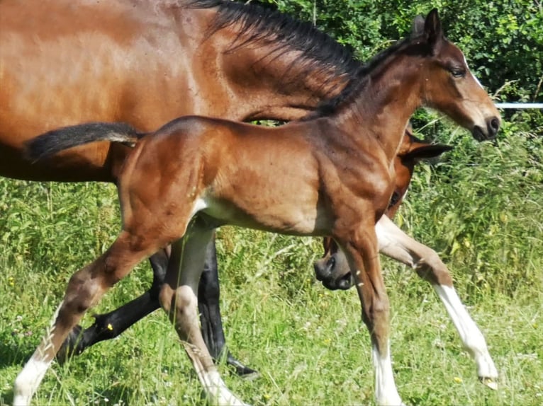 Selle Français Mare  16,2 hh Bay-Dark in St Sulpice