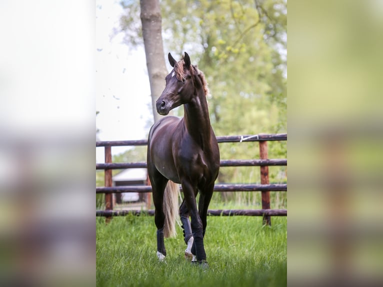 Selle Français Mare  16,2 hh Chestnut in Velars-sur-Ouche
