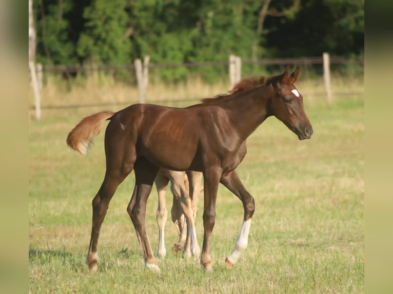 Selle Français Mare  16,2 hh Chestnut in Velars-sur-Ouche