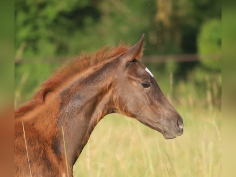 Selle Français Mare  16,2 hh Chestnut in Velars-sur-Ouche