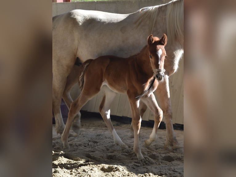 Selle Français Mare Foal (03/2026) 16,2 hh Chestnut-Red in Sornay