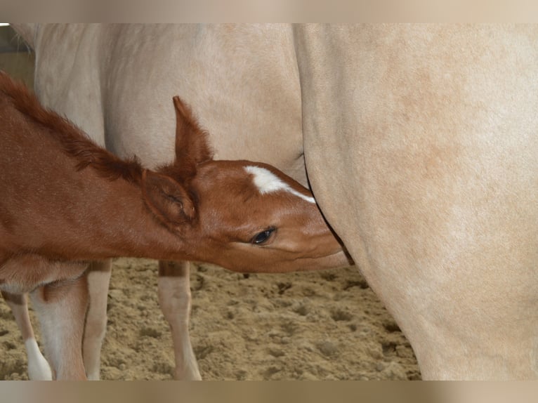 Selle Français Mare Foal (03/2026) 16,2 hh Chestnut-Red in Sornay