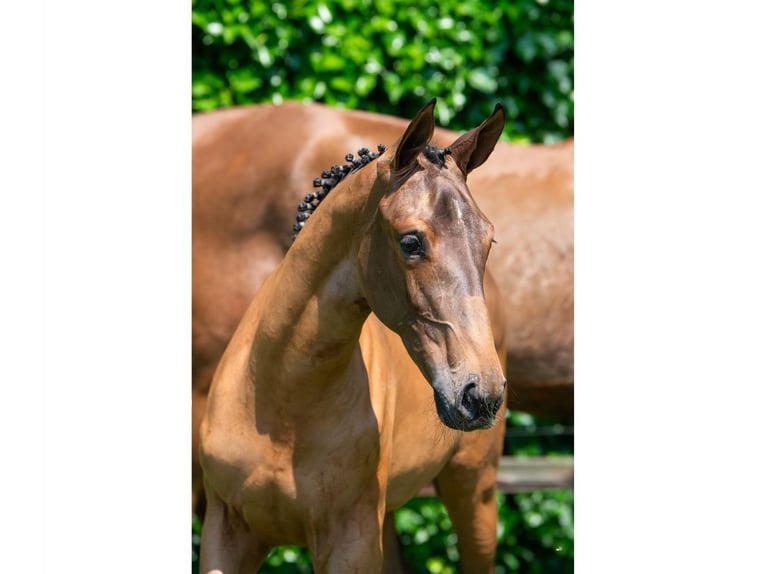 Selle Français Mare Foal (02/2026) Bay in Heerde