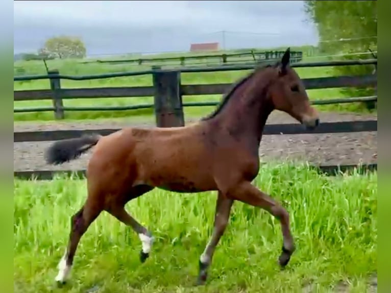 Selle Français Mare Foal (03/2024) Brown in Les Attaques