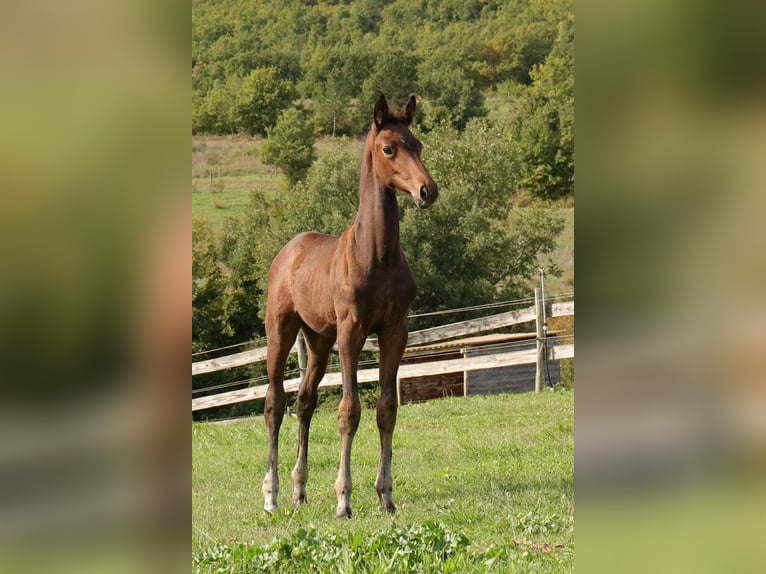 Selle Français Mare Foal (06/2025) Brown in Sisteron