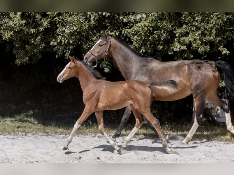 Selle Français Mare Foal (04/2025) Brown in Barenton