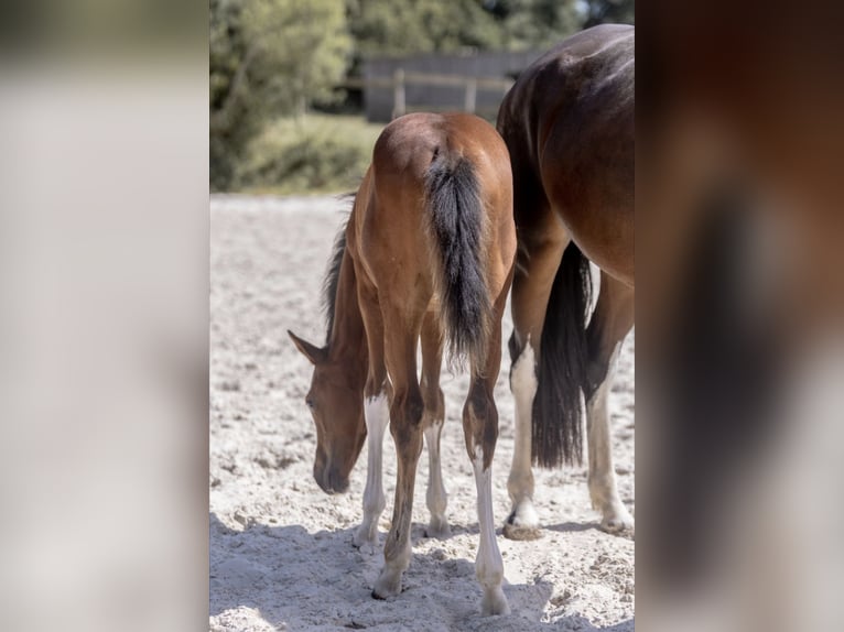 Selle Français Mare Foal (04/2025) Brown in Barenton