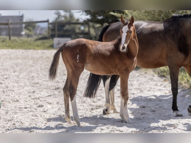 Selle Français Mare Foal (04/2025) Brown in Barenton
