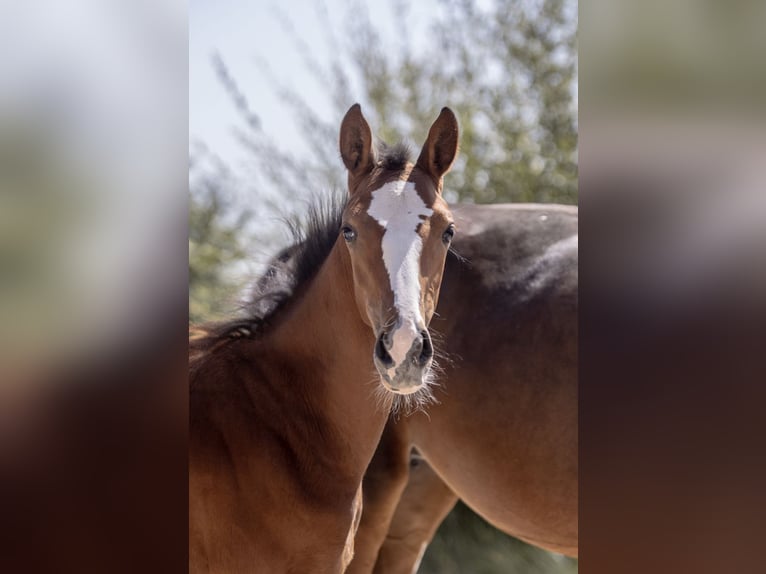 Selle Français Mare Foal (04/2025) Brown in Barenton