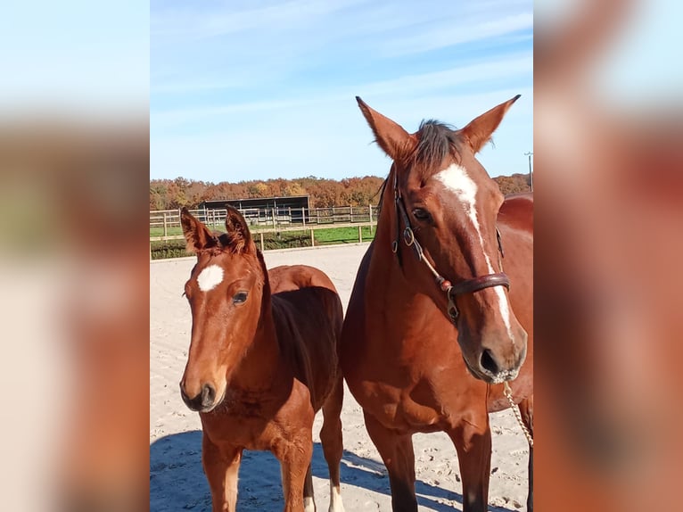 Selle Français Mare Foal (05/2025) Brown in Charmoy