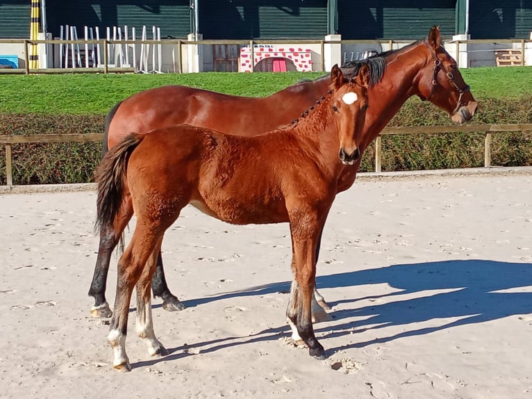 Selle Français Mare Foal (05/2025) Brown in Charmoy
