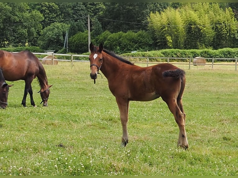 Selle Français Mare Foal (04/2024) Brown in Languidic