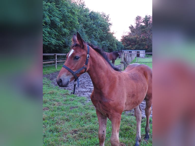 Selle Français Mare Foal (04/2024) Brown in Languidic