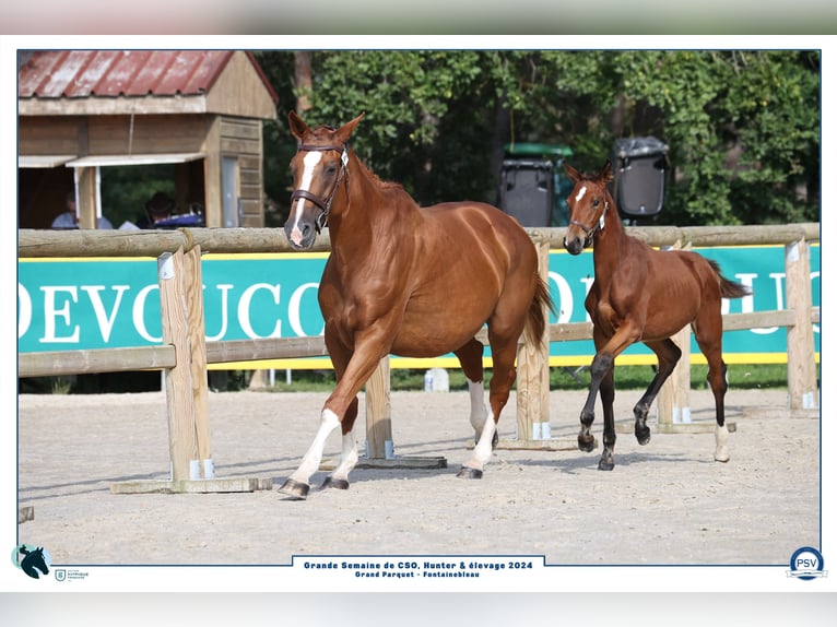 Selle Français Mare Foal (04/2024) Brown in Poligny