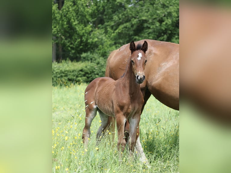 Selle Français Mare Foal (04/2024) Brown in Poligny